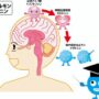 脳内物質